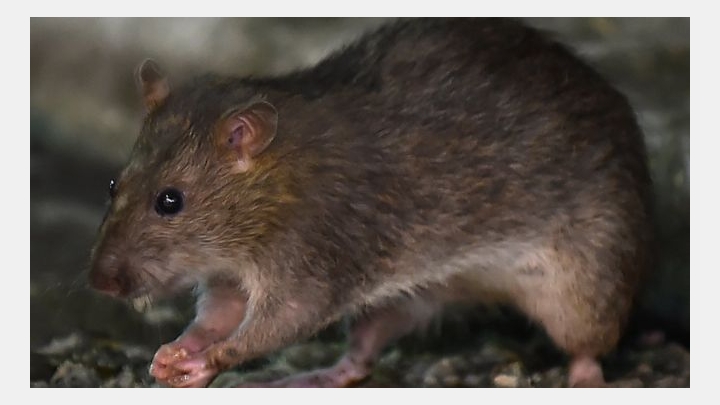 Coronavirus: Hungry rats occupy the streets. PHOTO