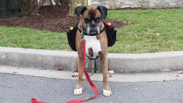 Coronavirus: Cute dog delivers wine during lockdown