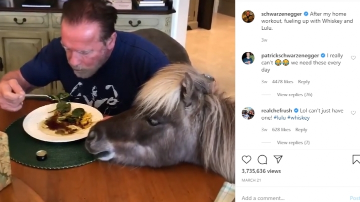 PHOTO: Schwarzenegger spends time at home with a donkey and a pony in self-isolation