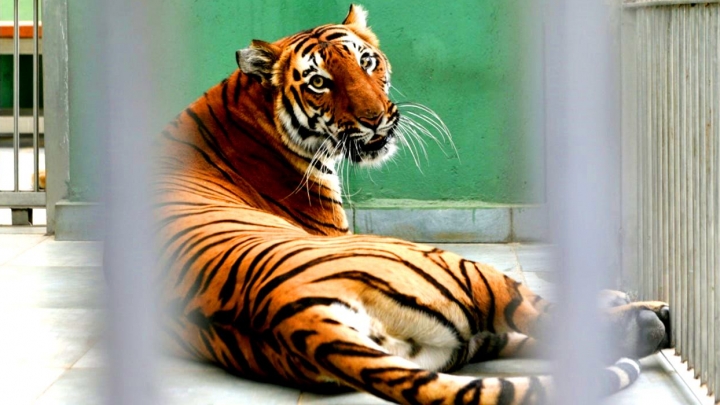 PHOTO GALLERY. How does a tiger who's infected with COVID-19 feel now?